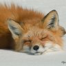 Wise Fox Spirit